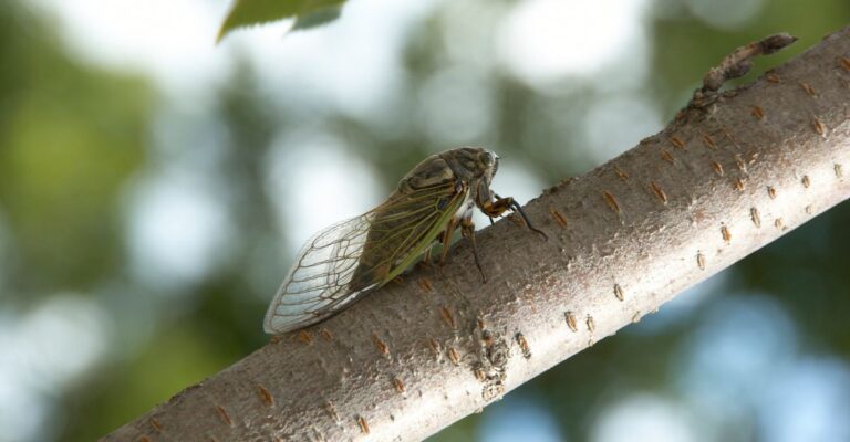 Focus Foundation Blog Cicada feat