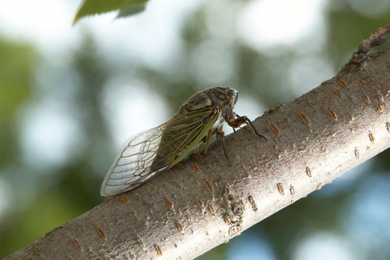 Focus Foundation Blog Cicada feat