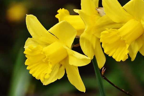 Focus Foundation Spring Celebrations