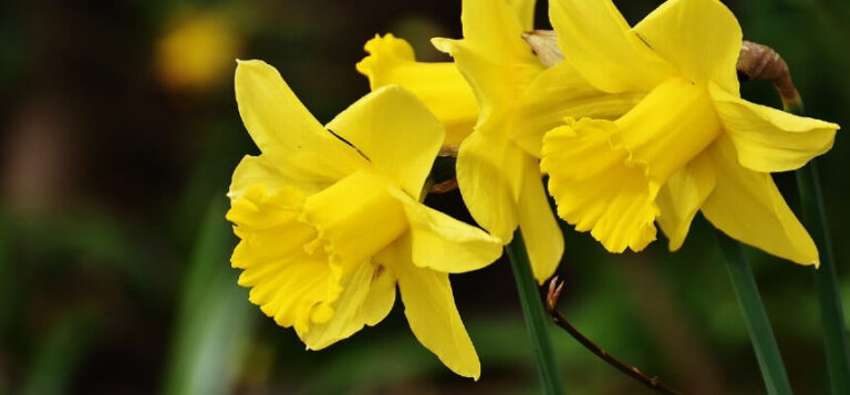 Focus Foundation Spring Celebrations