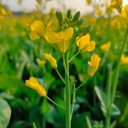 Focus-Foundation-blog-Mustard-plant-flower