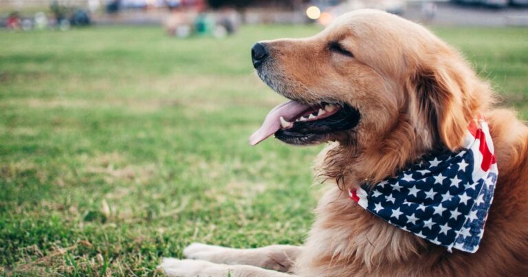 Focus-foundation-blog-Celebrating-Bonds-with-Dogs