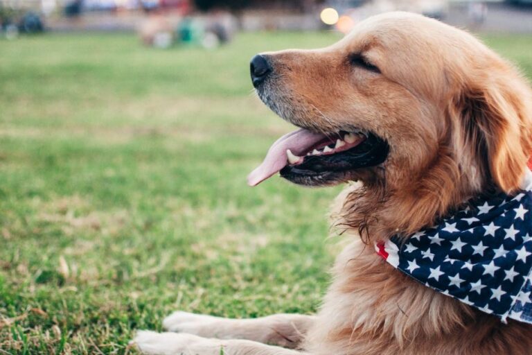 Focus-foundation-blog-Celebrating-Bonds-with-Dogs