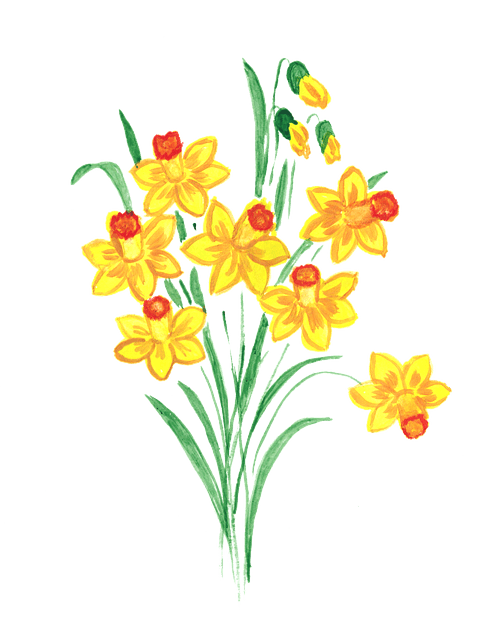 focus foundation daffodils spring