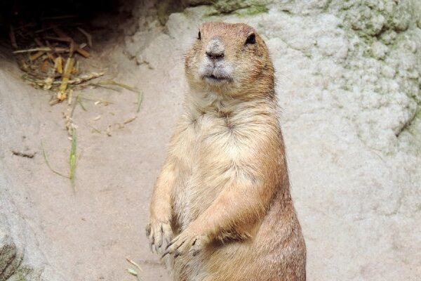 focus foundation log winter