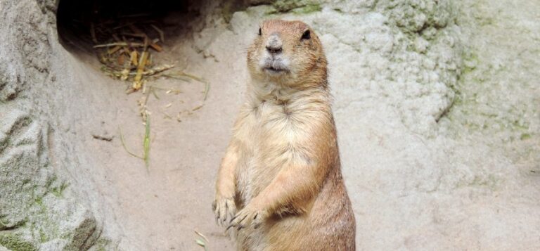 focus foundation log winter